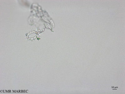 phyto/Brazilian_Nordeste/AtoldasRocas_station22/ABRACOS1 October 2015/Octactis octonaria (Snap-2299)(copy)_thumb.jpg